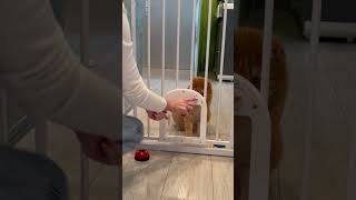 Babelio Upgraded Baby Gate with Cat Door cats cat shorts [upl. by Ycat630]