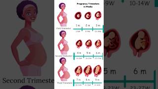 Pregnancy Trimesters in Weeks 😍🥰 embryo fetus share [upl. by Arimaj525]