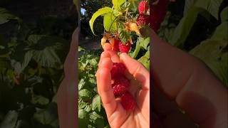 Raspberry time 😋😋fruit fruitharvest garden viralshort video gardeningharvest shorts short [upl. by Azer]