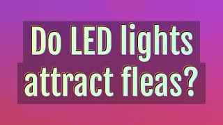 Do LED lights attract fleas [upl. by Zitvaa279]