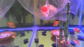 Adding New Goldfish To My 40 Gallon Breeder Tank [upl. by Madoc]