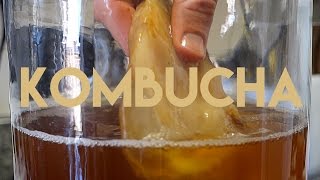 Beginners Guide To Fermentation Kombucha Making [upl. by Vtehsta]