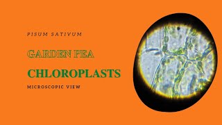 Garden pea Pisum sativum chloroplasts view in peel [upl. by Aryt106]