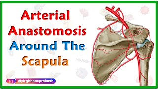 Arterial Anastomosis around the Scapula  Upper limb gross anatomy usmle step 1 videos [upl. by Oakley]