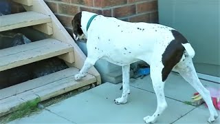 Dog With Focal Seizures Takes Stairs [upl. by Roddy496]