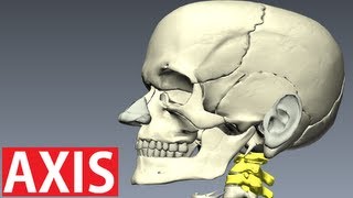 Axis Anatomy  Vertebral Column Anatomy  Neck Anatomy [upl. by Shermy]