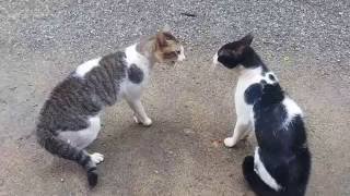 Cats Fighting with sound  Exclusive Video Play with full sound [upl. by Kehr]