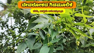 ಈ ಗಿಡ ಸಣ್ಣ ಮಕ್ಕಳಿಂದ ಪ್ರತಿಯೊಬ್ಬರಿಗೂ ಬೇಕಾದ ಔಷಧಿ  Health Benefits of Parijatha Plant in Kannada [upl. by Vashti]