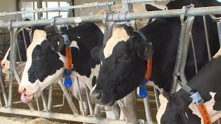 U of Guelph researching how cow burps contribute to global warming [upl. by Dripps]