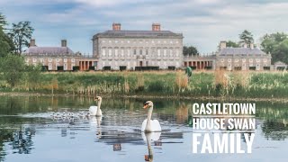 Castletown House Swan Family 2024 [upl. by Goulden335]