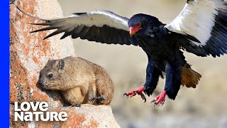 Deadly Eagles Pluck Rock Rabbits in Flight [upl. by Eckel]