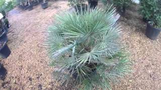 Big Plant Nursery  Chamaerops humilis cerifera Blue Mediterranean Fan Palm [upl. by Aicined]