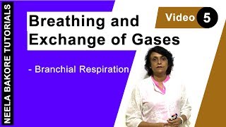 Breathing and Exchange of Gases  NEET  Branchial Respiration  Neela Bakore Tutorials [upl. by Welch303]