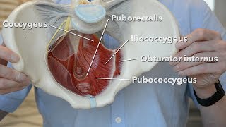 Pelvic floor muscles [upl. by Ahsirt]