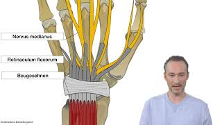 Karpaltunnel Anatomie ganz einfach erklärt Clipdocsde [upl. by Cramer790]