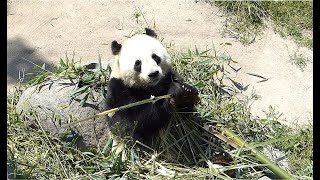 Jättepanda äter bambu Giant Panda at Copenhagen Zoo Zoologisk Have København [upl. by Niai457]