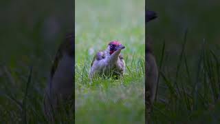 Green Woodpecker birds woodperck [upl. by Seaden599]