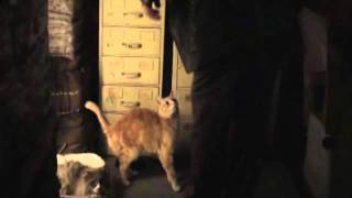 Rizzoli amp Isles DVD Extra  Deleted Scene Korsak andcats [upl. by Anni265]