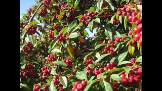 Cotoneaster  a perfect tree for a small garden  with autumn  fall berries [upl. by Amber]