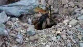 Tatantula Hawk attacks Tarantula2The Kill [upl. by Silenay324]