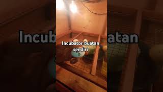 Incubator manual entokjumbo ayam short [upl. by Afra425]