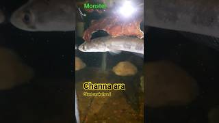 Channa ara  Wonderful Srilanka giant snakehead fish fish channa snakehead monsterfish shorts [upl. by Ecirrehs]