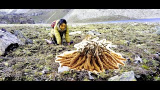 Pem Zam with Cordyceps at Lunana  Yak in the classroom girl  Lunana Bhutan [upl. by Ahsinrat]