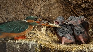 Amazing Footage of Kingfishers Inside Their Nest  Discover Wildlife  Robert E Fuller [upl. by Wallache]