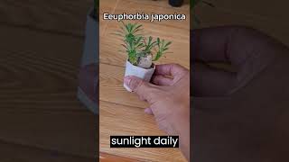 How to care for a Euphorbia Japonica l Euphorbia Japonica care tips [upl. by Malva348]