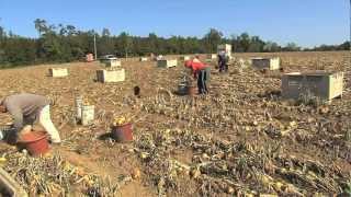 Vidalia Onion Growers Optimistic About Crop Despite Excessive Rains [upl. by Llehcear279]