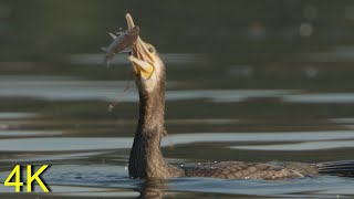 Kormoran Intensives Fischen  Cormorant Intense Fishing [upl. by Theone]