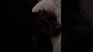 Dogs sleep chilling dogs dog doglover shortvideo shorts [upl. by Dira]