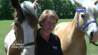 Adopting an RSPCA rescue horse [upl. by Llevron]