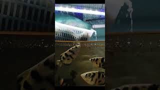 Archerfish shooting moment shorts archerfish fish wildlife animals doyouknow funnymoment [upl. by Latimore]