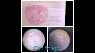 First year BDS Learn dental histology slides in 90 secs by Dr Ayush Arora [upl. by Kemme]