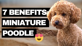 7 Advantages of a Miniature Poodle  Our Top Reasons why we got a Miniature Poodle [upl. by Yahsed]