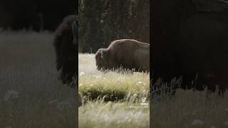 This was my first trip to Yellowstone National Park 🏞️ 🦬 yellowstone natinalpark photography [upl. by Ikaz]