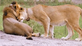 Why Male Lions Need Lionesses to Help Them Survive [upl. by Dymphia]