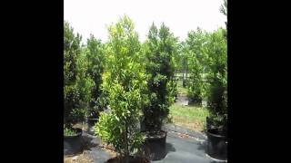 Japanese Blueberry Trees  Elaeocarpus decipiens [upl. by Cherrita]