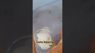 WHO Cone Bioassay test malaria malariaawareness mosquito bangladesh LLIN bioassay [upl. by Prager]