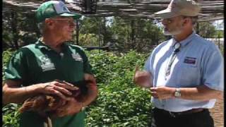 How To Use Chickens To Control Garden Pests [upl. by Campbell638]