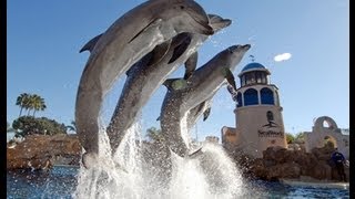 The Complete 2009 quotDolphin Discoveryquot Show at SeaWorld [upl. by Hazrit852]