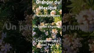 Un oranger du Mexique avec 3 floraisons à lannée choisya arbuste vegetosphere [upl. by Anwahsak]