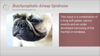 French Bulldog Brachycephalic Airway Syndrome  BAS [upl. by Venable550]