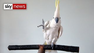 This cockatoo sure can dance [upl. by Franciska]