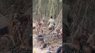 Holderness Hunt kill badger  and run away  shorts [upl. by Dorkus]