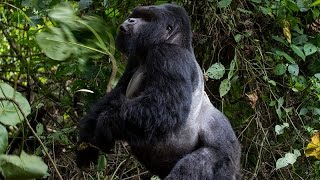 When Mountain Gorillas Attack [upl. by Barra]