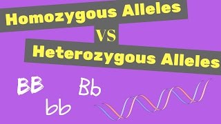 Homozygous vs Heterozygous Alleles  Punnet Square Tips [upl. by Anura987]