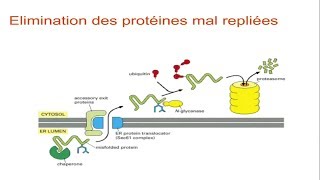 Modification posttraductionnelles dans le réticulum et l’appareil de Golgi [upl. by Nnaid]