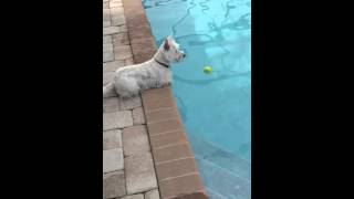 Westie takes an unexpected swim [upl. by Gladi]